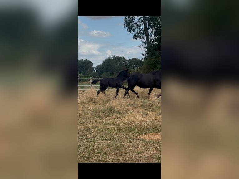 Belgisch Warmbloed Merrie Veulen (03/2026) Zwart in Rêves