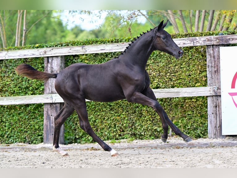 Belgisch Warmbloed Merrie Veulen (05/2026) Zwart in Hechtel