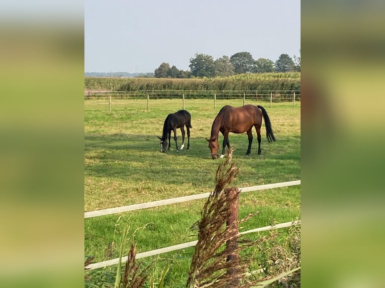 Belgisch Warmbloed Merrie veulen (06/2024) Zwartbruin in Adegem