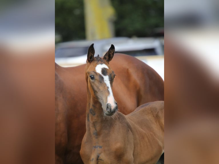 Belgisch Warmbloed Merrie veulen (06/2024) Zwartbruin in Adegem