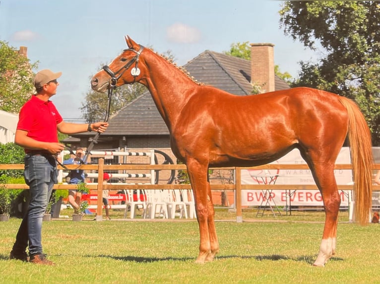 Belgisch Warmbloed Merrie veulen (06/2024) Zwartbruin in Adegem