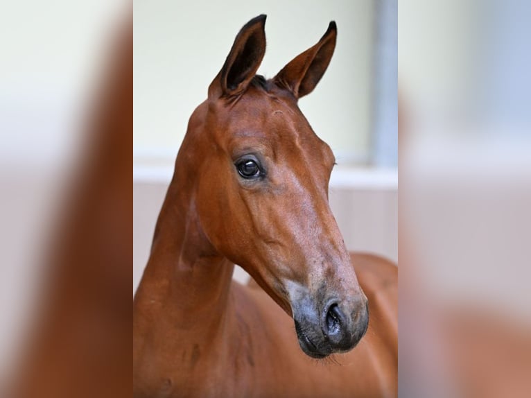 Belgisch Warmbloed Onbekend Veulen (01/2026)  in Swarzędz