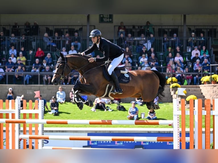 Belgisch Warmbloed Onbekend Veulen (01/2026)  in Swarzędz