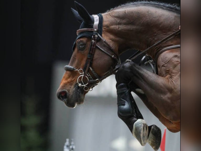 Belgisch Warmbloed Onbekend Veulen (01/2026)  in Swarzędz