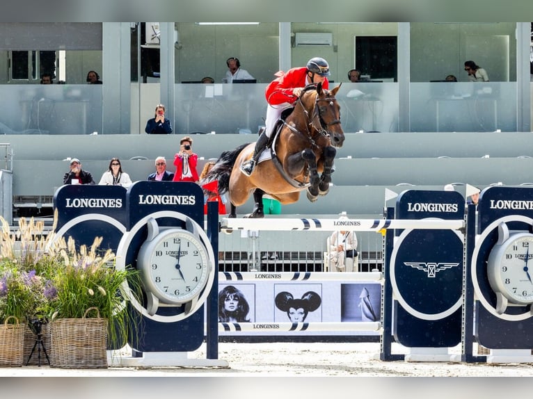 Belgisch Warmbloed Onbekend Veulen (01/2026)  in Swarzędz