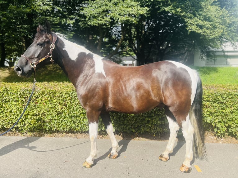 Belgisch Warmbloed Ruin 10 Jaar 157 cm Gevlekt-paard in Dietikon