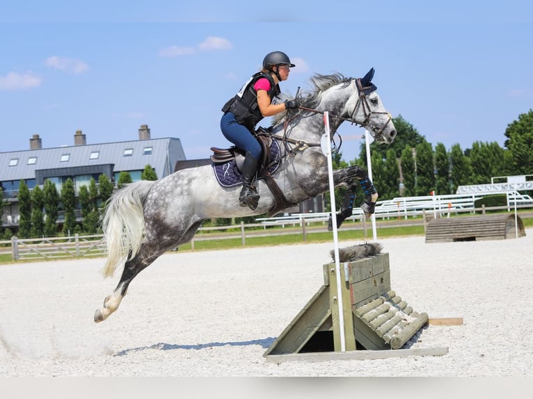 Belgisch Warmbloed Ruin 10 Jaar 160 cm Appelschimmel in Bruxelles