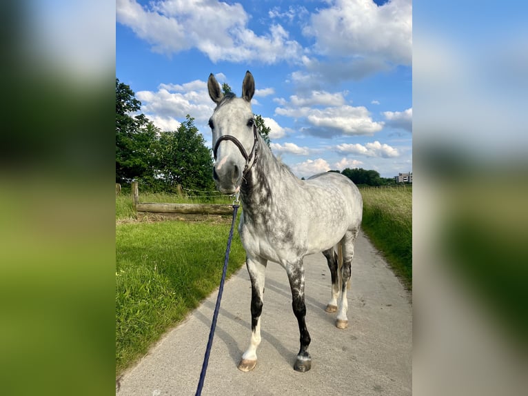 Belgisch Warmbloed Ruin 10 Jaar 160 cm Appelschimmel in Bruxelles