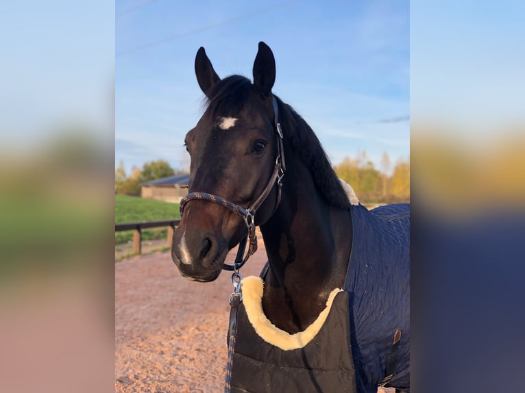 Belgisch Warmbloed Ruin 10 Jaar 165 cm Donkerbruin in Reuver