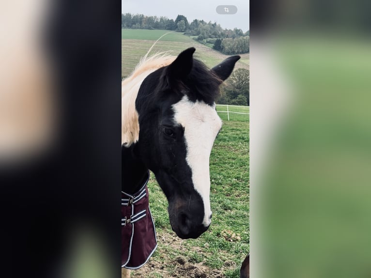 Belgisch Warmbloed Mix Ruin 10 Jaar 165 cm Gevlekt-paard in Merchweiler