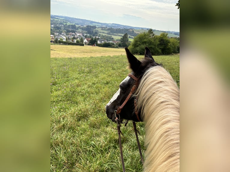 Belgisch Warmbloed Mix Ruin 10 Jaar 165 cm Gevlekt-paard in Merchweiler