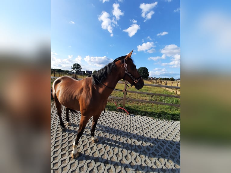 Belgisch Warmbloed Ruin 10 Jaar 165 cm in Westerlo