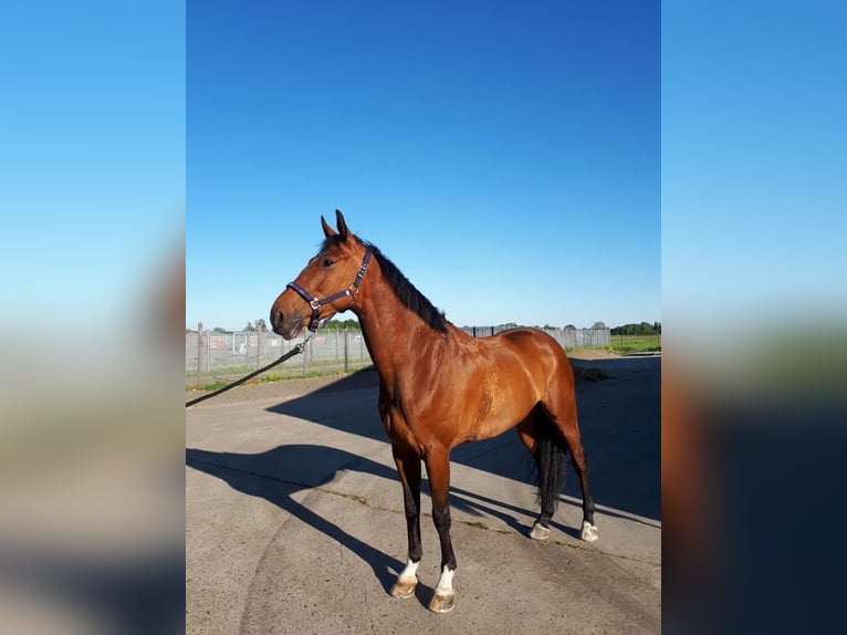 Belgisch Warmbloed Ruin 10 Jaar 165 cm in Westerlo