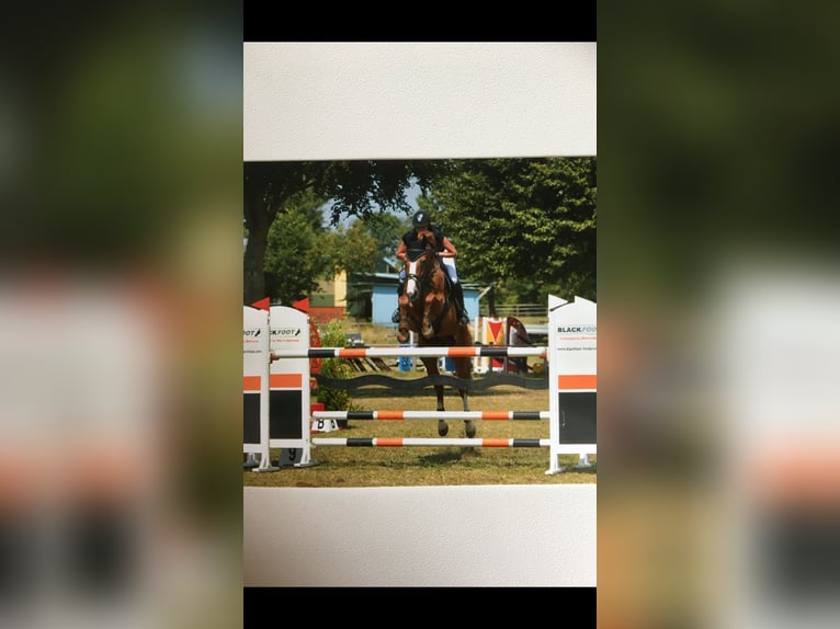 Belgisch Warmbloed Ruin 10 Jaar 168 cm Vos in Bremervörde