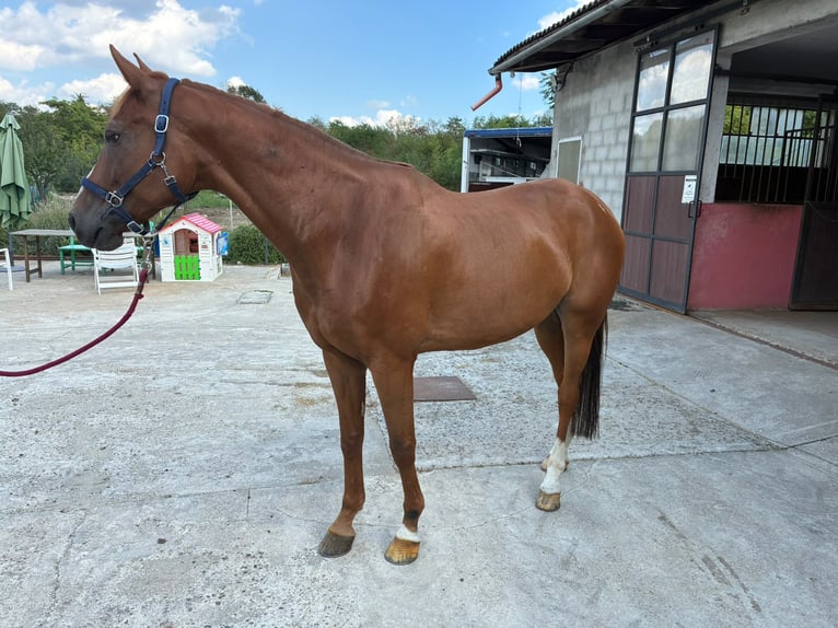 Belgisch Warmbloed Ruin 10 Jaar 168 cm Vos in gattinara