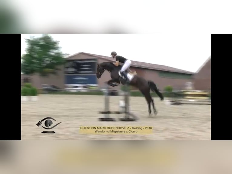 Belgisch Warmbloed Ruin 10 Jaar 172 cm Zwart in Brugge