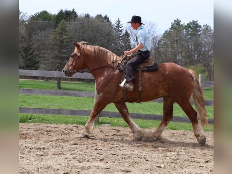 Belgisch Warmbloed Ruin 10 Jaar 173 cm Donkere-vos in Howell