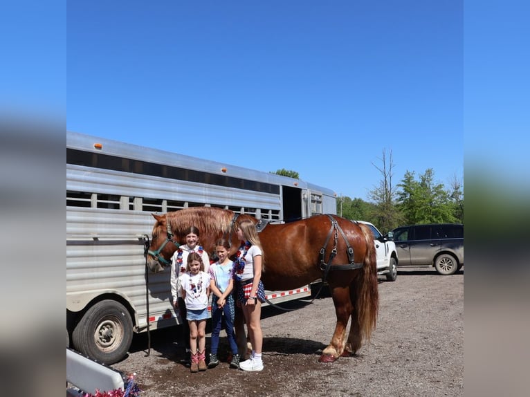 Belgisch Warmbloed Ruin 10 Jaar 173 cm Donkere-vos in Howell