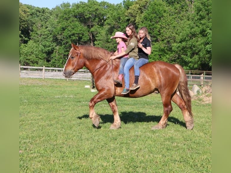 Belgisch Warmbloed Ruin 10 Jaar 173 cm Donkere-vos in Howell