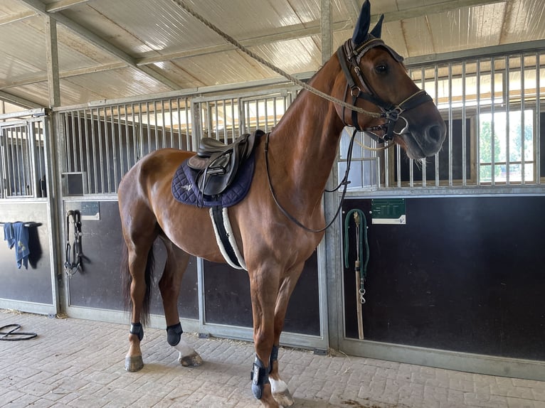 Belgisch Warmbloed Ruin 10 Jaar 178 cm Vos in Spoleto