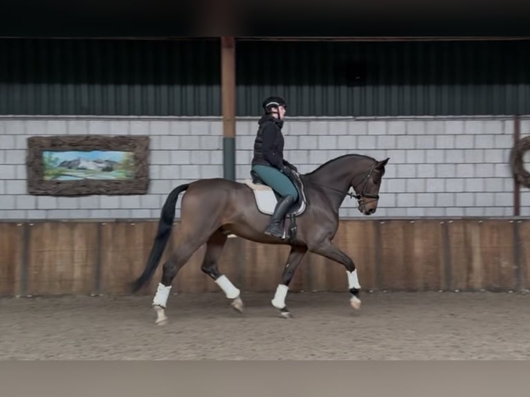 Belgisch Warmbloed Ruin 10 Jaar 180 cm Bruin in Oud Gastel