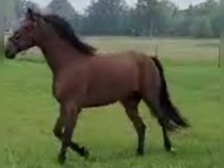 Belgisch Warmbloed Ruin 10 Jaar Donkerbruin in Linnich