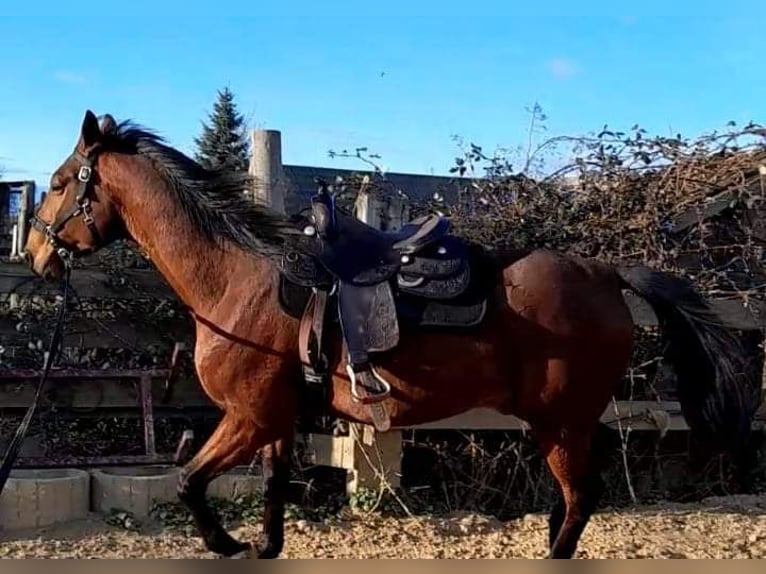 Belgisch Warmbloed Ruin 10 Jaar Donkerbruin in Linnich