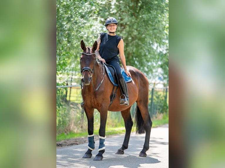 Belgisch Warmbloed Mix Ruin 11 Jaar 162 cm Bruin in Kaldenkirchen