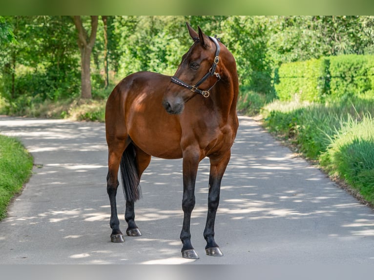 Belgisch Warmbloed Mix Ruin 11 Jaar 162 cm Bruin in Kaldenkirchen