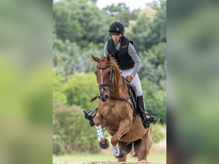 Belgisch Warmbloed Ruin 11 Jaar 164 cm Vos in Warendorf