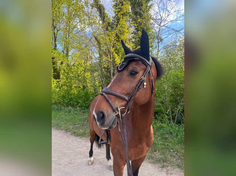 Belgisch Warmbloed Ruin 11 Jaar 165 cm Bruin in Biel-Benken BL