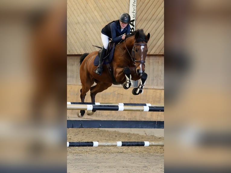 Belgisch Warmbloed Ruin 11 Jaar 165 cm Bruin in Biel-Benken BL