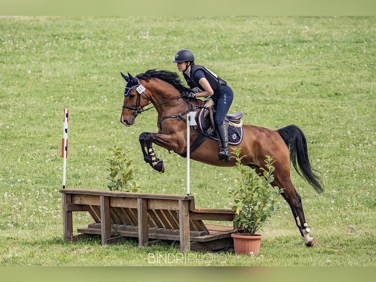 Belgisch Warmbloed Ruin 11 Jaar 168 cm Roodbruin in Budapest