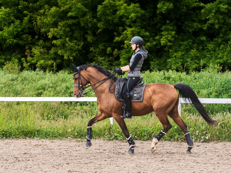 Belgisch Warmbloed Ruin 11 Jaar 168 cm Roodbruin in Budapest