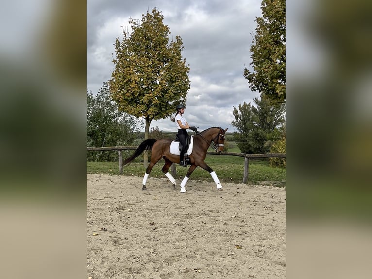 Belgisch Warmbloed Ruin 11 Jaar 168 cm Roodbruin in Budapest