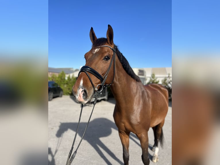 Belgisch Warmbloed Ruin 11 Jaar 168 cm Roodbruin in Budapest