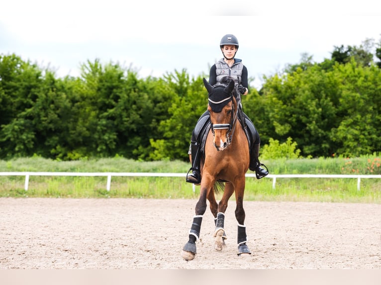 Belgisch Warmbloed Ruin 11 Jaar 168 cm Roodbruin in Budapest