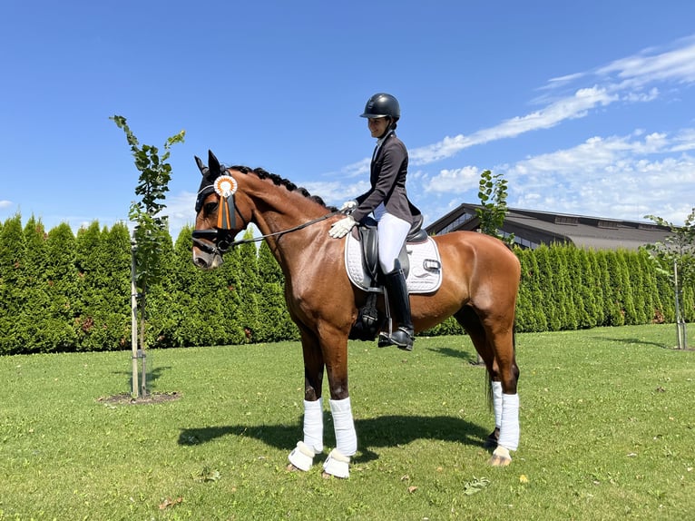 Belgisch Warmbloed Ruin 11 Jaar 168 cm Roodbruin in Budapest