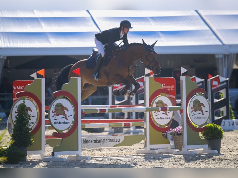 Belgisch Warmbloed Ruin 11 Jaar 170 cm Bruin in Stekene