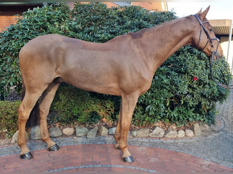 Belgisch Warmbloed Ruin 11 Jaar 175 cm Vos in Wettrup