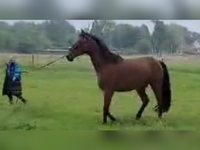 Belgisch Warmbloed Ruin 11 Jaar Donkerbruin in Linnich