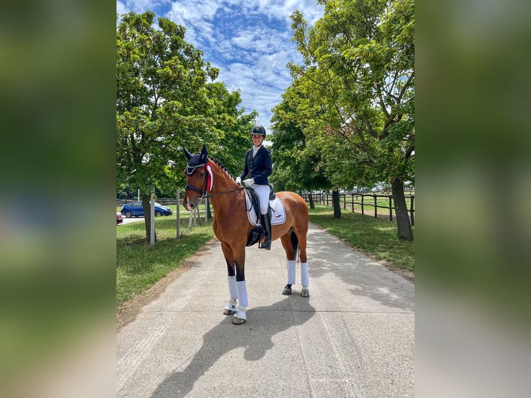 Belgisch Warmbloed Ruin 12 Jaar 168 cm Roodbruin in Budapest