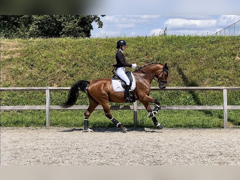 Belgisch Warmbloed Ruin 12 Jaar 168 cm Roodbruin in Budapest