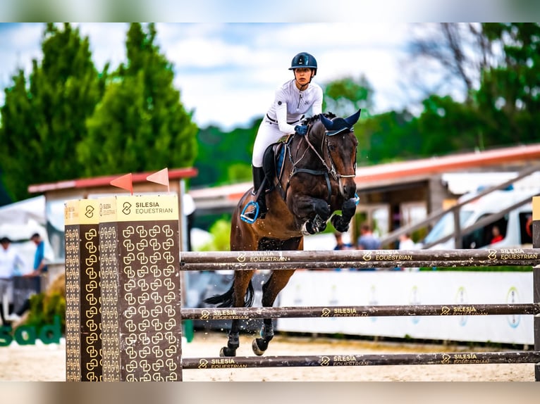 Belgisch Warmbloed Ruin 12 Jaar 168 cm Roodbruin in Lasocice