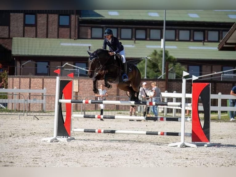 Belgisch Warmbloed Ruin 12 Jaar 168 cm Roodbruin in Lasocice