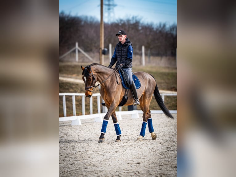 Belgisch Warmbloed Ruin 12 Jaar 172 cm Roodbruin in Nagytarcsa