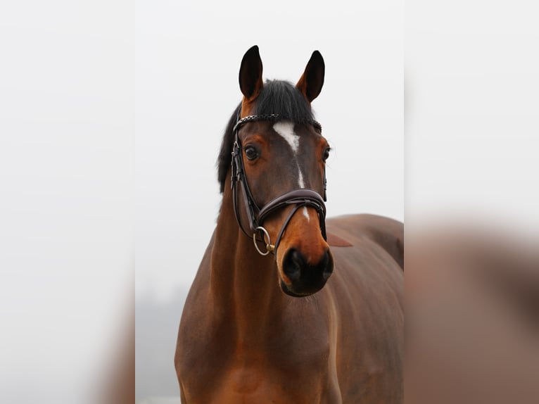 Belgisch Warmbloed Ruin 12 Jaar 172 cm Roodbruin in Nagytarcsa