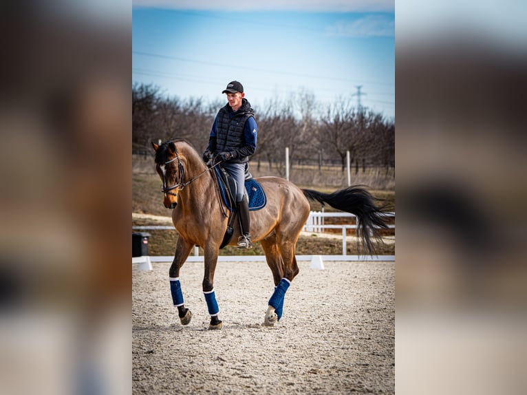 Belgisch Warmbloed Ruin 12 Jaar 172 cm Roodbruin in Nagytarcsa