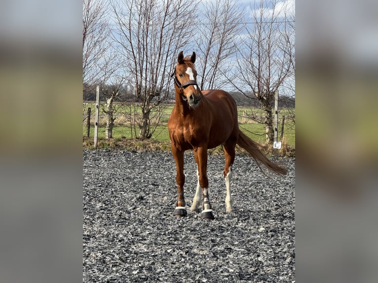 Belgisch Warmbloed Ruin 12 Jaar 173 cm Vos in Stadskanaal