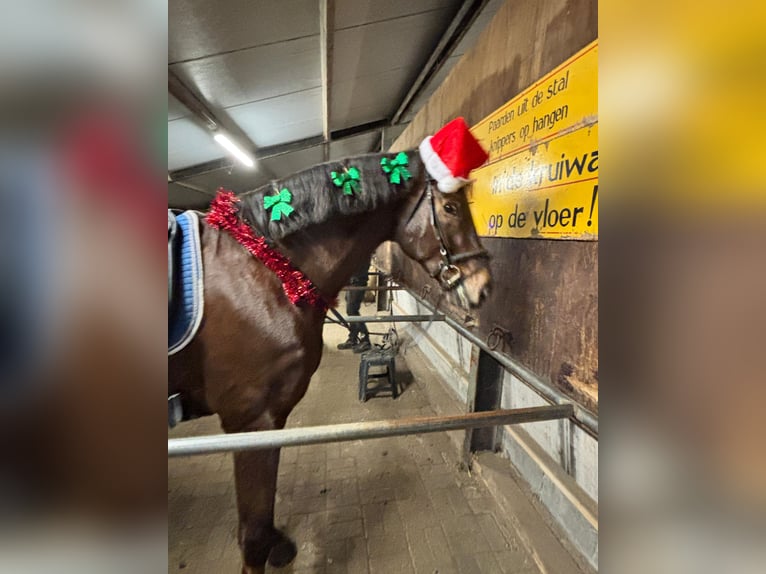 Belgisch Warmbloed Ruin 12 Jaar 174 cm Donkere-vos in Wijster